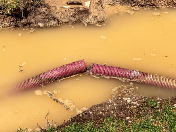 Best Carpet water damage restoration  in Swift Trail Junction, AZ
